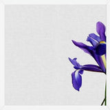 Cuadro Iris Still Life