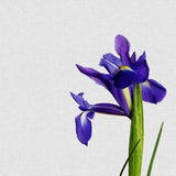 Canvas Iris Still Life
