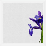 Cuadro Iris Still Life