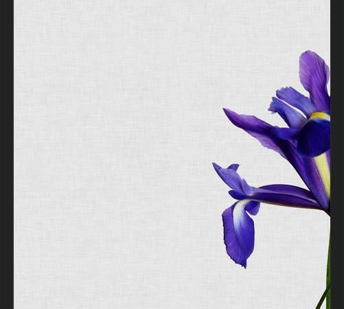 Cuadro Iris Still Life
