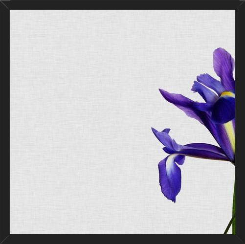 Cuadro Iris Still Life