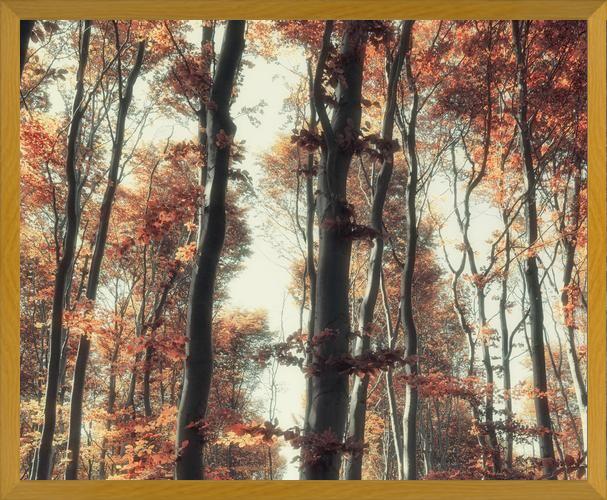 Cuadro Bosque de otoño
