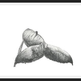 Cuadro Ballena Jorobada Chilena 3