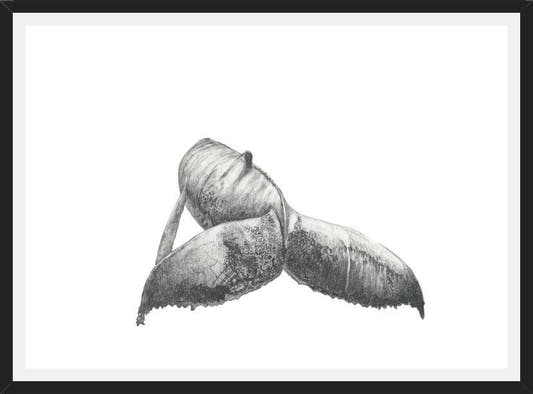 Cuadro Ballena Jorobada Chilena 3