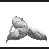 Cuadro Ballena Jorobada Chilena 3