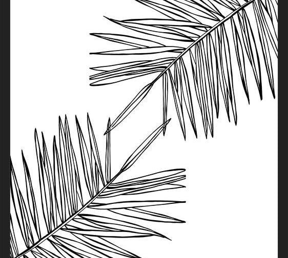 Cuadro B&W Palm leaves