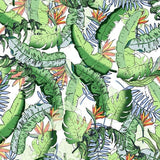 Canvas Tropical Jungle