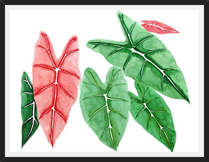 Cuadro alocasia