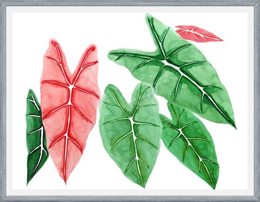Cuadro alocasia