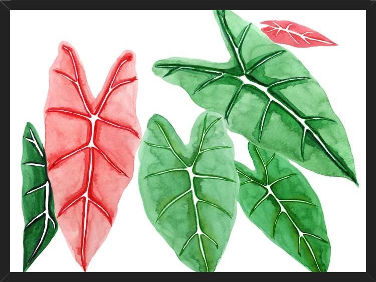 Cuadro alocasia