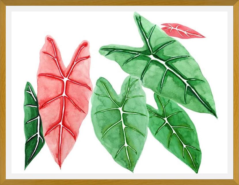 Cuadro alocasia