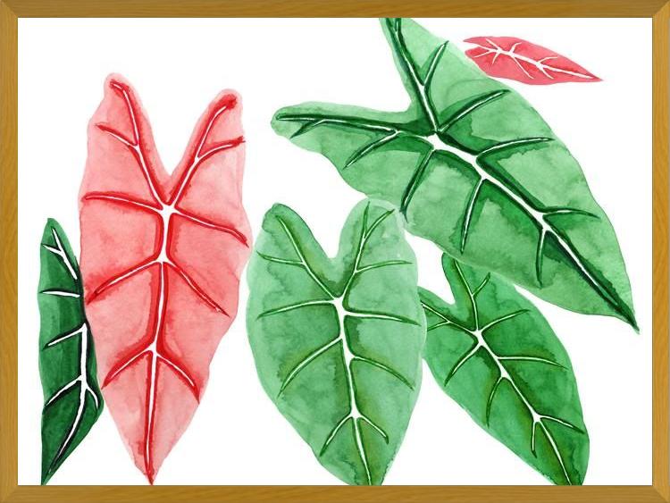 Cuadro alocasia