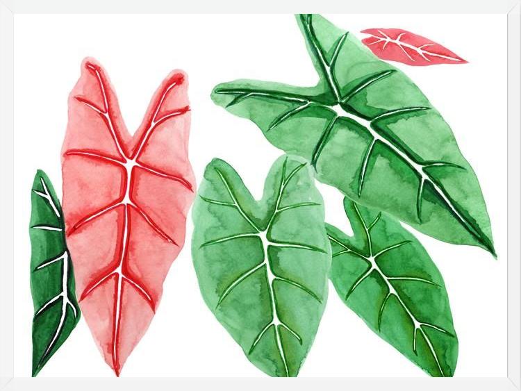 Cuadro alocasia