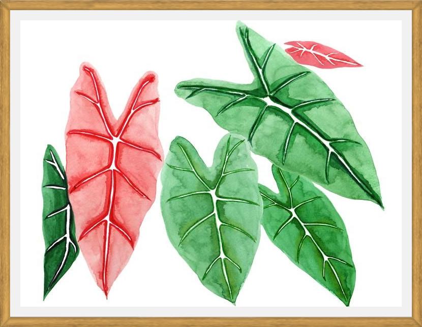 Cuadro alocasia