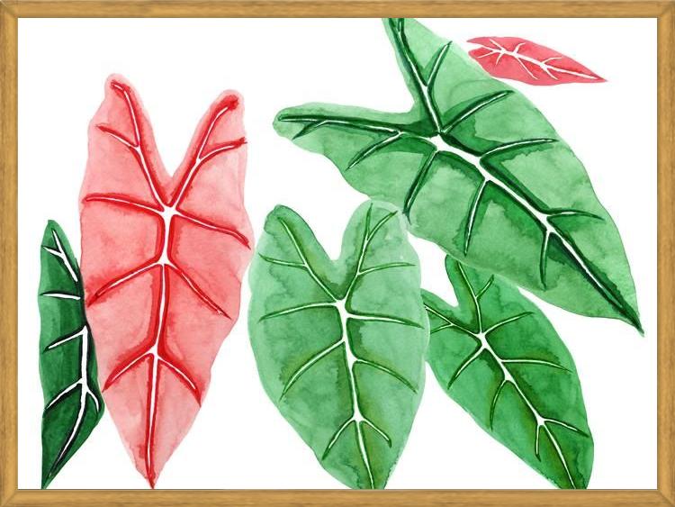 Cuadro alocasia