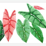 Cuadro alocasia
