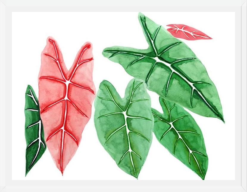 Cuadro alocasia