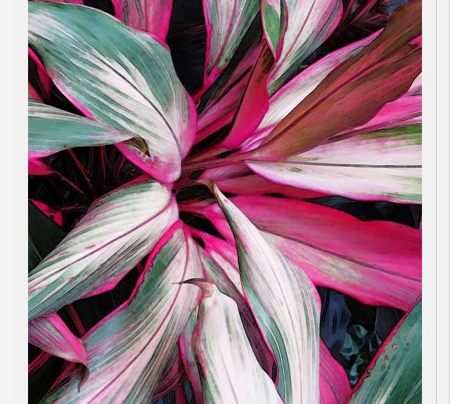 Cuadro Exotic