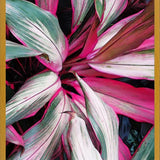 Cuadro Exotic