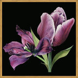 Cuadro Pareja de tulipanes