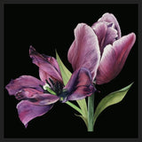 Cuadro Pareja de tulipanes