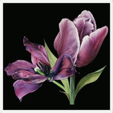 Cuadro Pareja de tulipanes