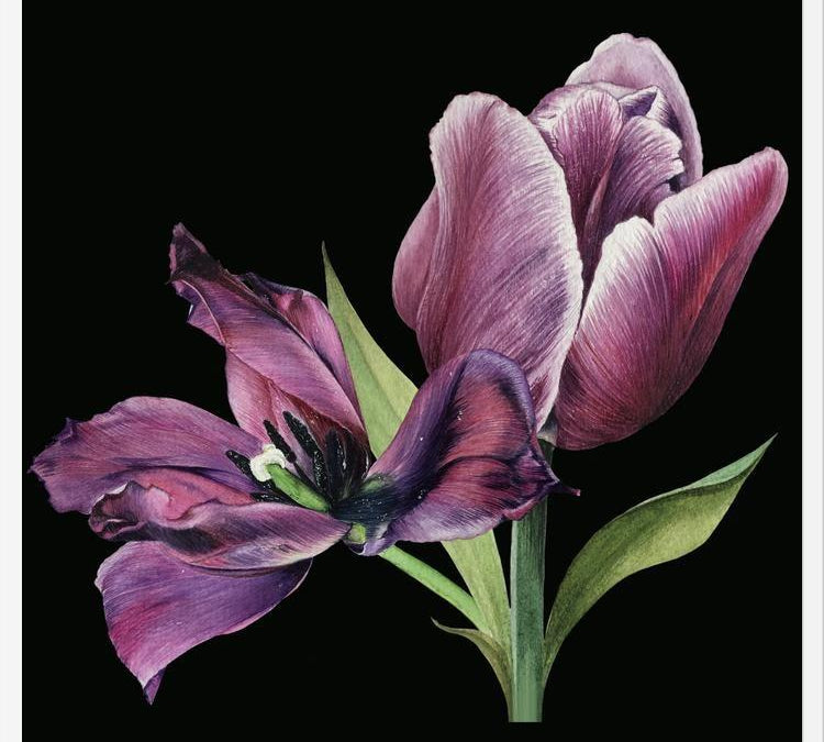 Cuadro Pareja de tulipanes