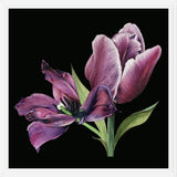 Cuadro Pareja de tulipanes