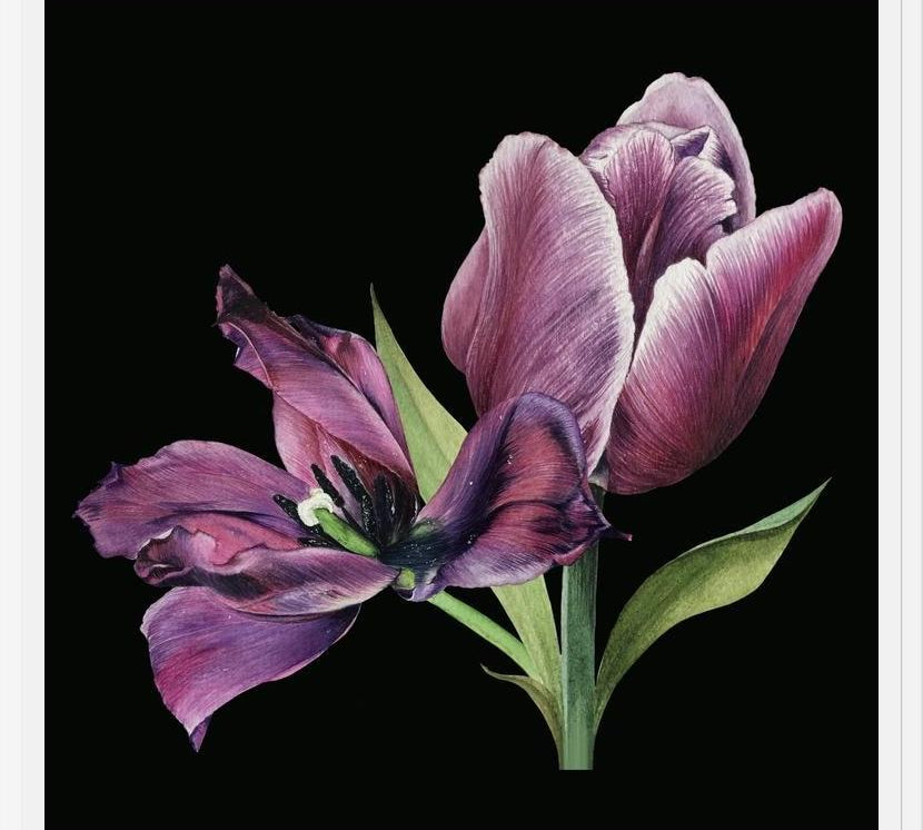 Cuadro Pareja de tulipanes