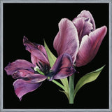 Cuadro Pareja de tulipanes