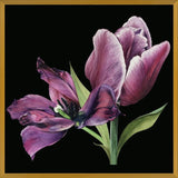Cuadro Pareja de tulipanes