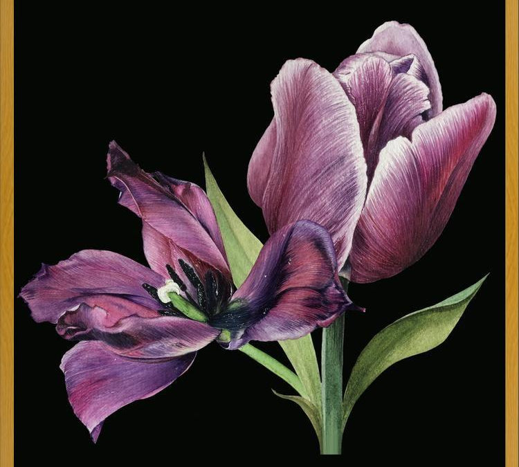 Cuadro Pareja de tulipanes