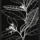 Cuadro LEAVES IN LINE - BLACK