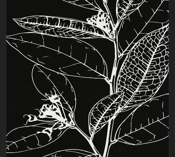 Cuadro LEAVES IN LINE - BLACK
