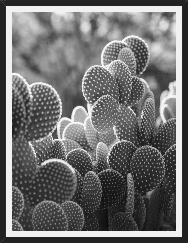 Cuadro The Cacti Cactus B y N