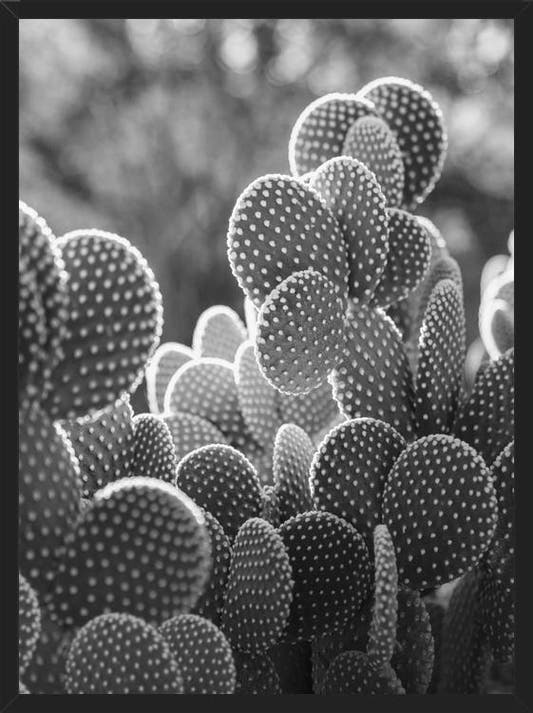 Cuadro The Cacti Cactus B y N