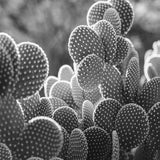 Canvas The Cacti Cactus B y N