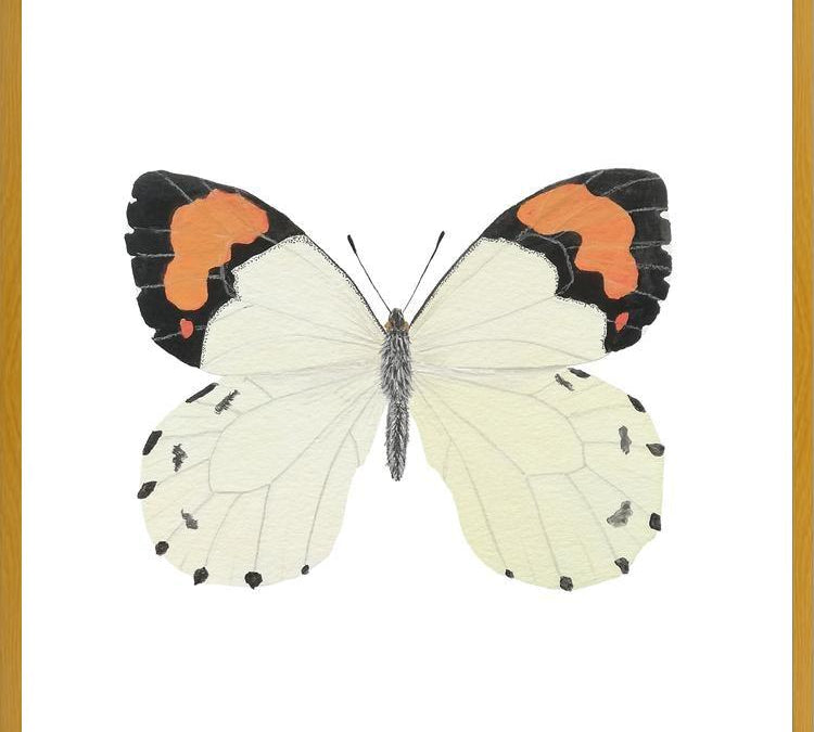 Cuadro Mariposa eroesa