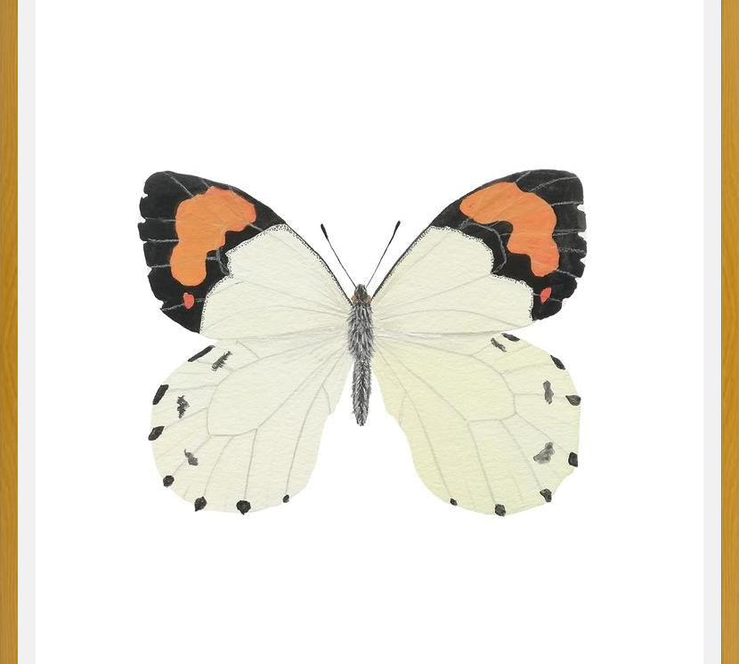 Cuadro Mariposa eroesa