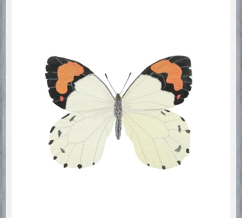 Cuadro Mariposa eroesa