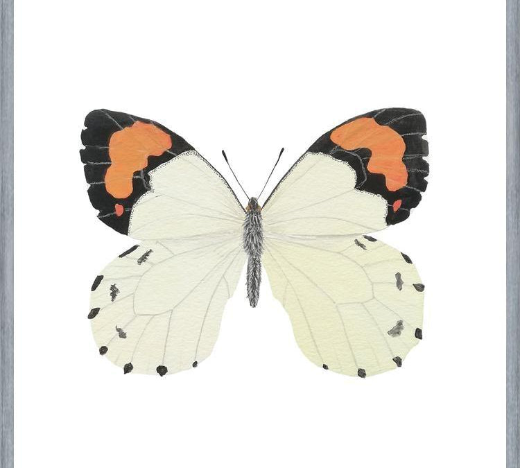 Cuadro Mariposa eroesa