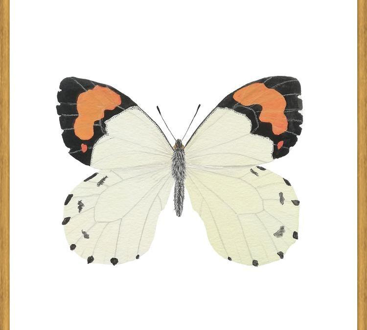 Cuadro Mariposa eroesa