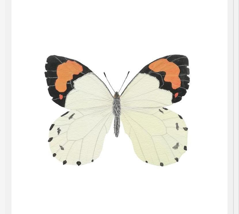 Cuadro Mariposa eroesa