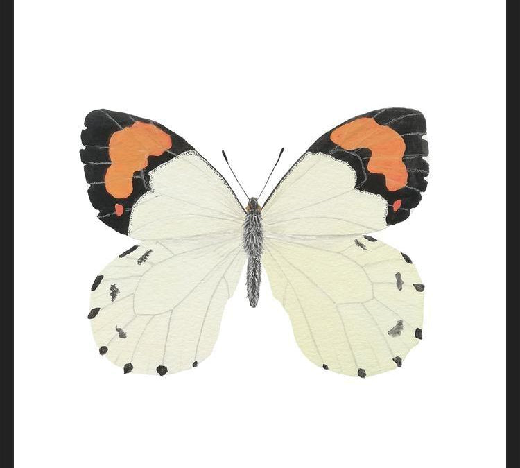 Cuadro Mariposa eroesa