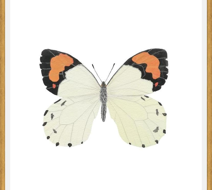 Cuadro Mariposa eroesa
