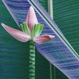 Canvas The Banana Flower