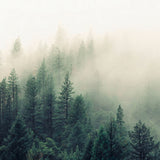 Papel Mural The fog and the forest ii