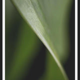 Cuadro Hoja - Abstracto