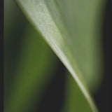 Cuadro Hoja - Abstracto