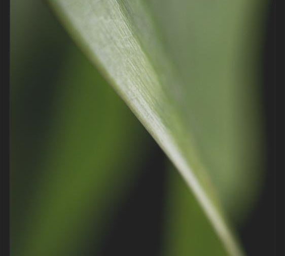 Cuadro Hoja - Abstracto